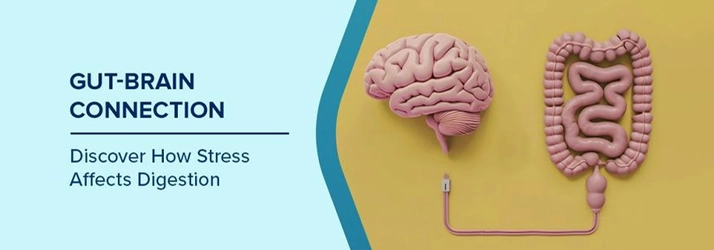 Chiropractic and the Gut-Brain Connection in Green Bay WI: How Spinal Health Supports Digestive Wellness